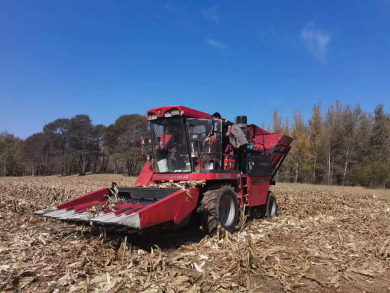 通辽市库伦旗女同av
“农机调度+收储护航”双线发力 筑牢秋粮丰收保障网